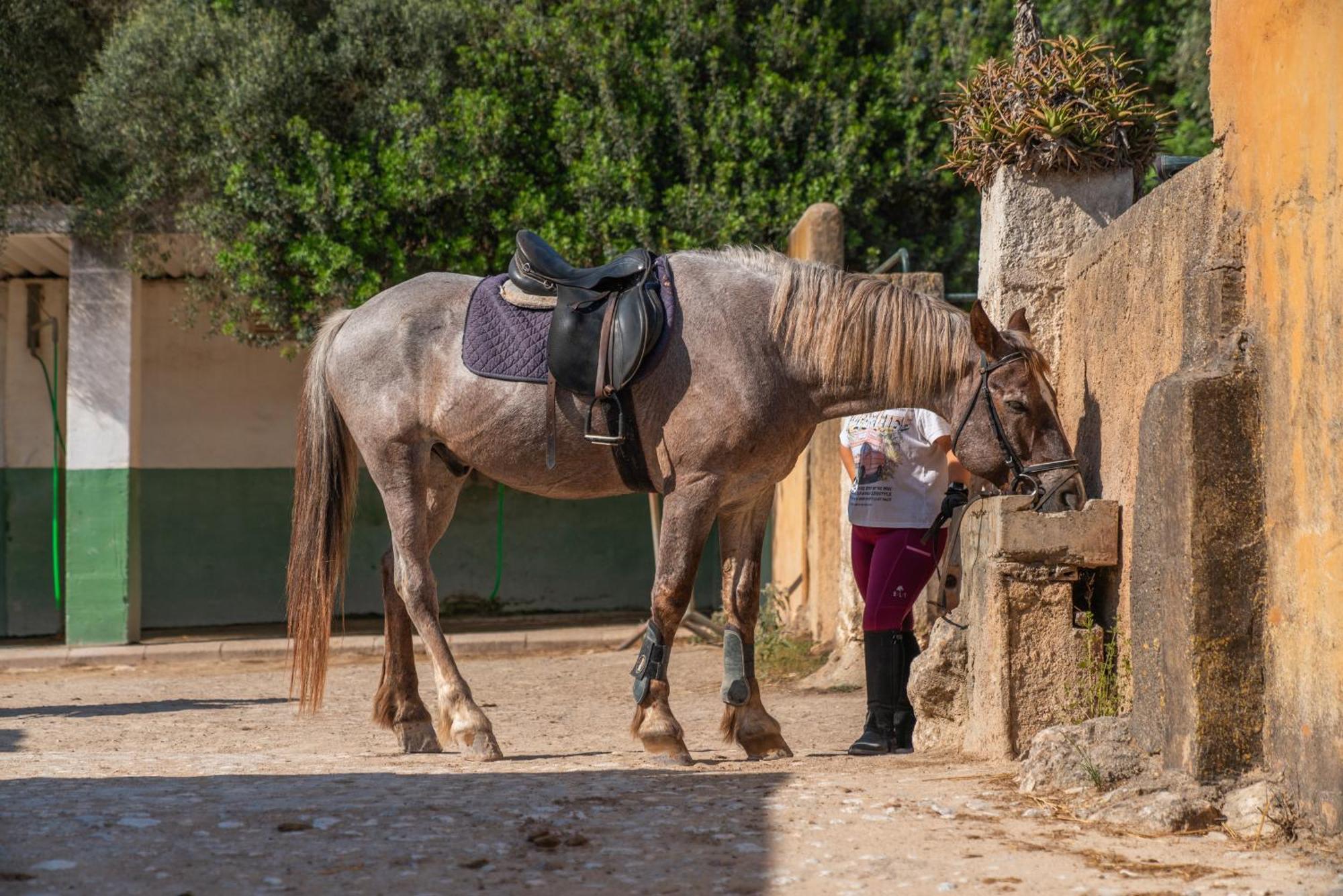 Finca Agroturismo Son Menut Felanitx Kültér fotó